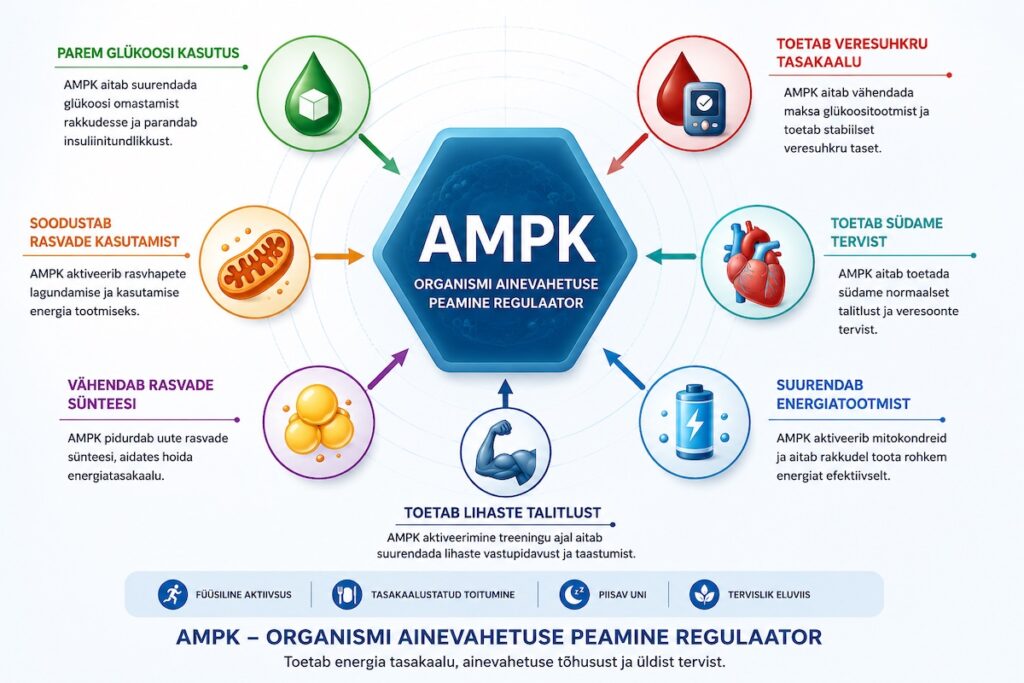 AMPK ehk adenosiinmonofosfaadi aktiveeritud proteiinkinaas – infograafik, mis selgitab selle rolli energia tootmises, veresuhkru ainevahetuses ja rasvade kasutamises.